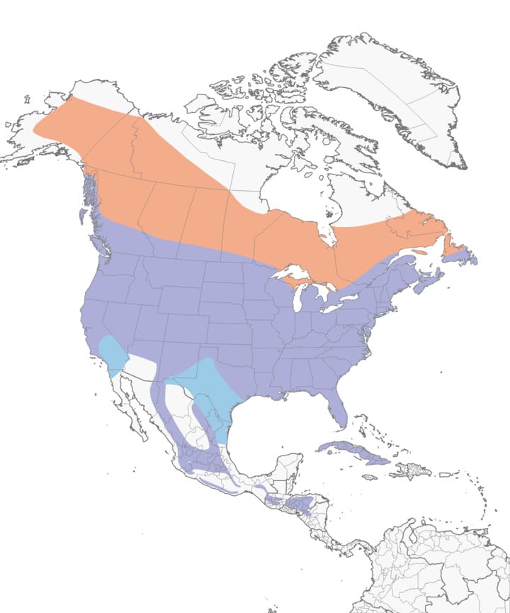 Northern Flicker range map